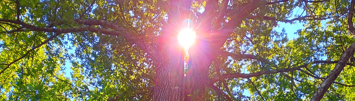 Profile banner image for Switch_Hazel