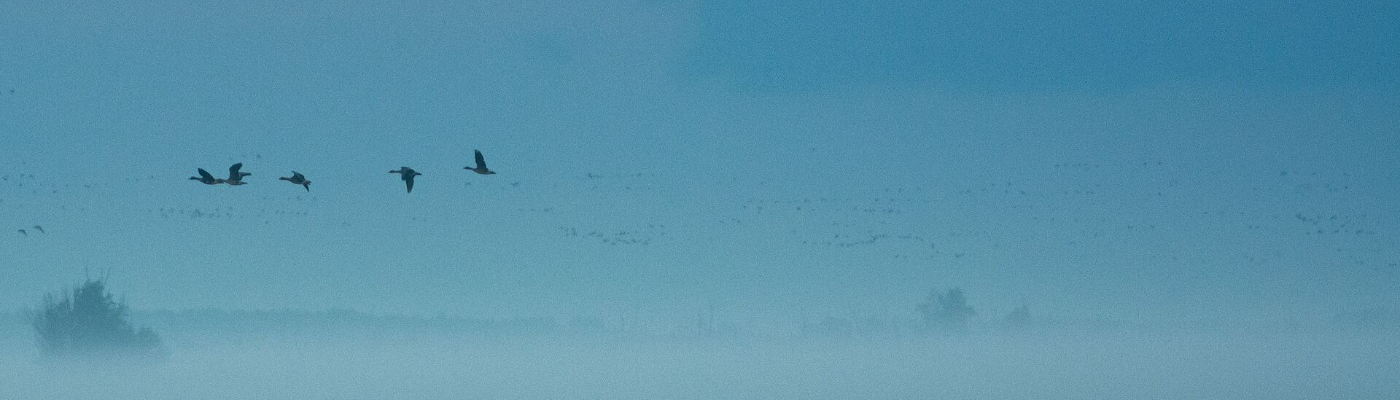 Profile banner image for zauraizrao