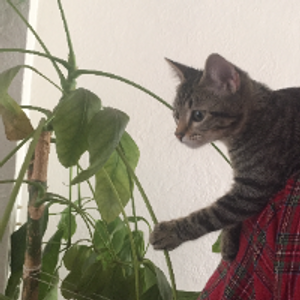 Profile avatar image for schatz