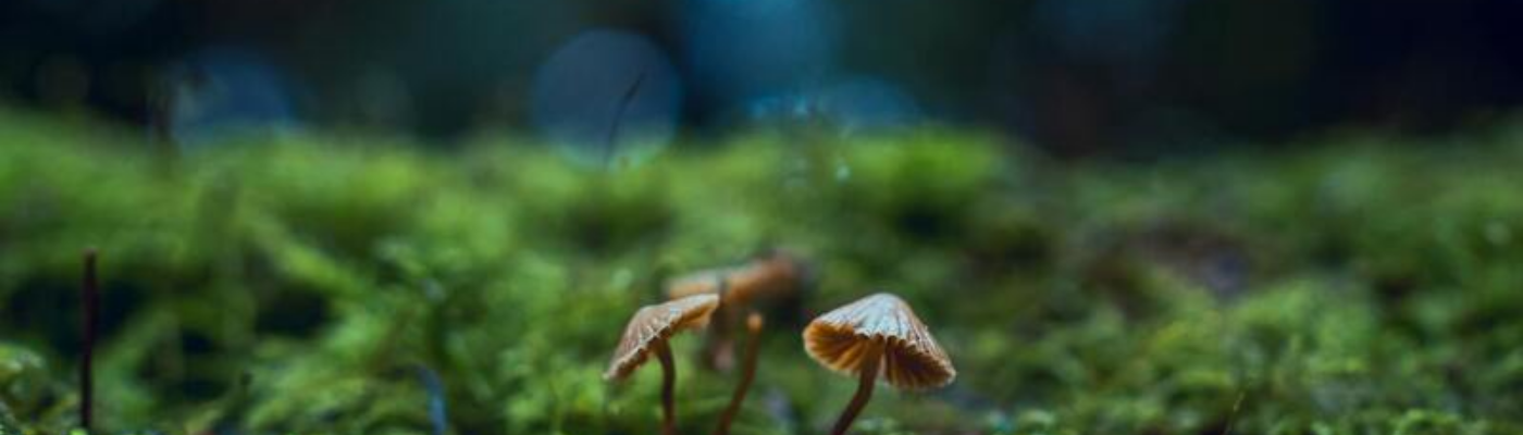 Profile banner image for Ethereality