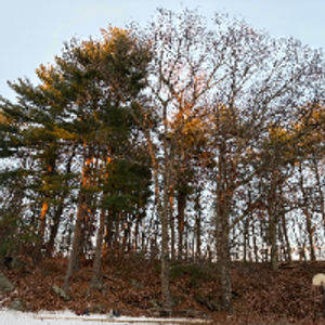 Profile avatar image for CornerChicken2