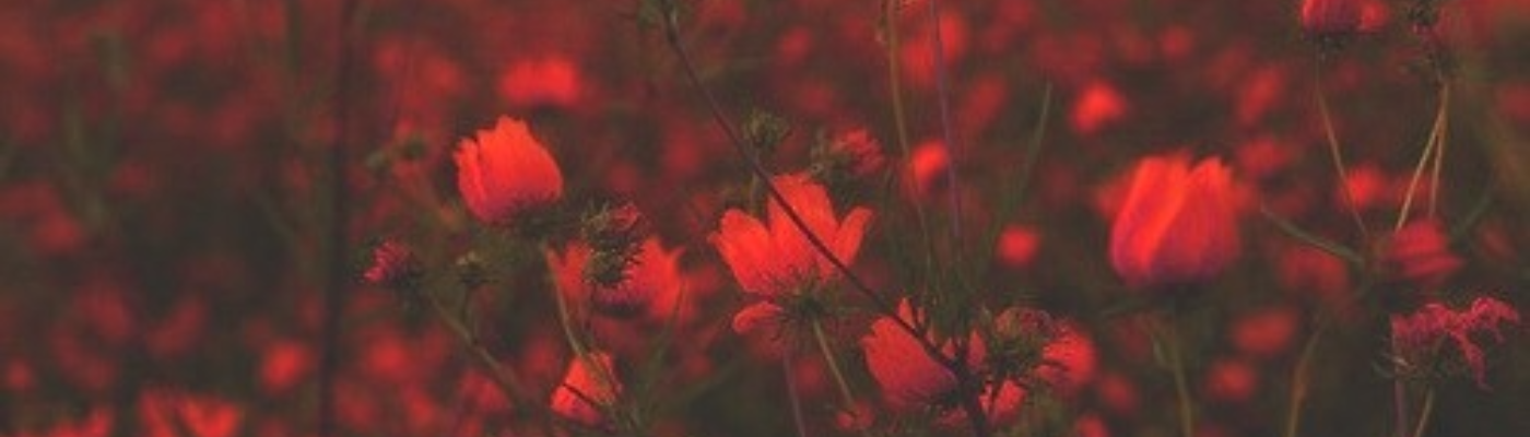 Profile banner image for poeticcries