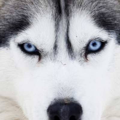 Profile avatar image for C_dog_martin