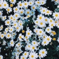 Profile avatar image for melodious_bird