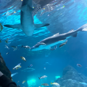 Profile avatar image for novixx