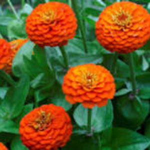 Profile avatar image for _Maddie_