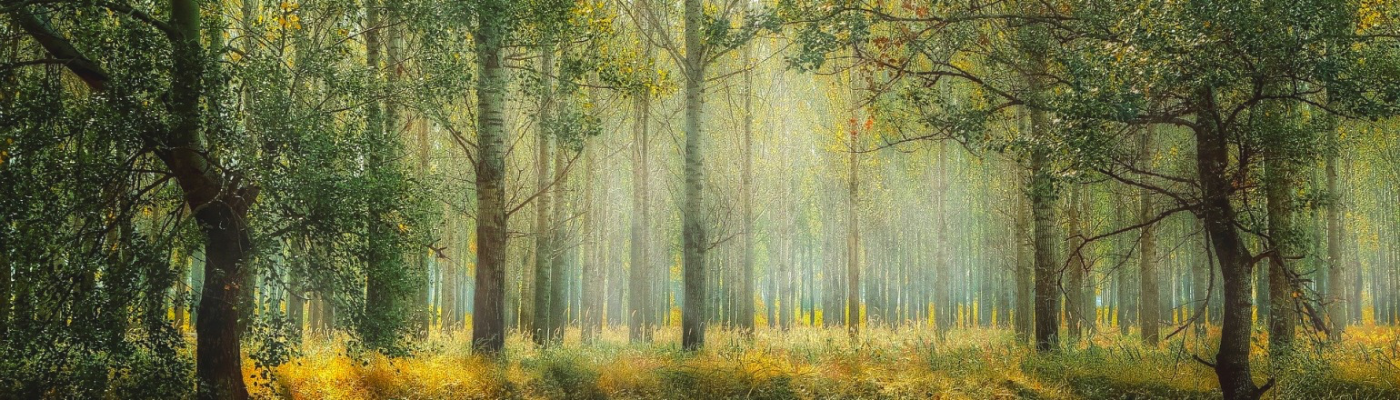 Profile banner image for lyricallee