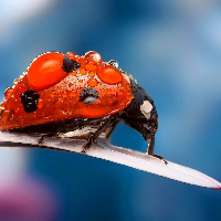 Profile avatar image for lolitalang