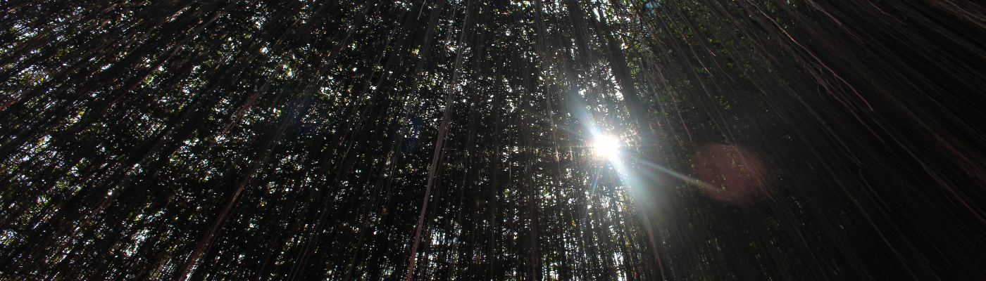 Profile banner image for TigerG