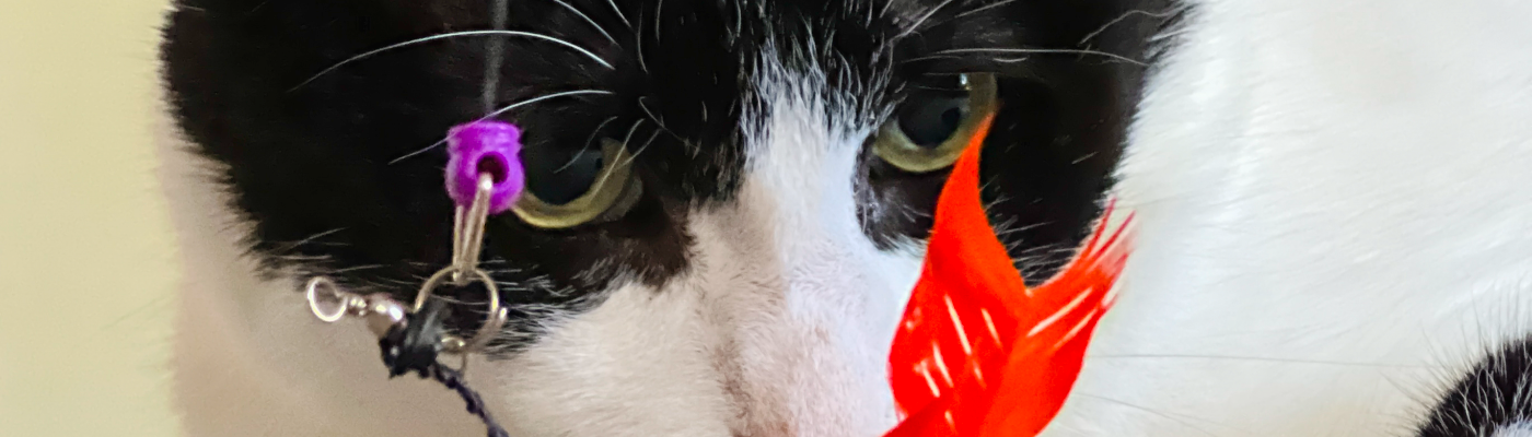 Profile banner image for BilboBill