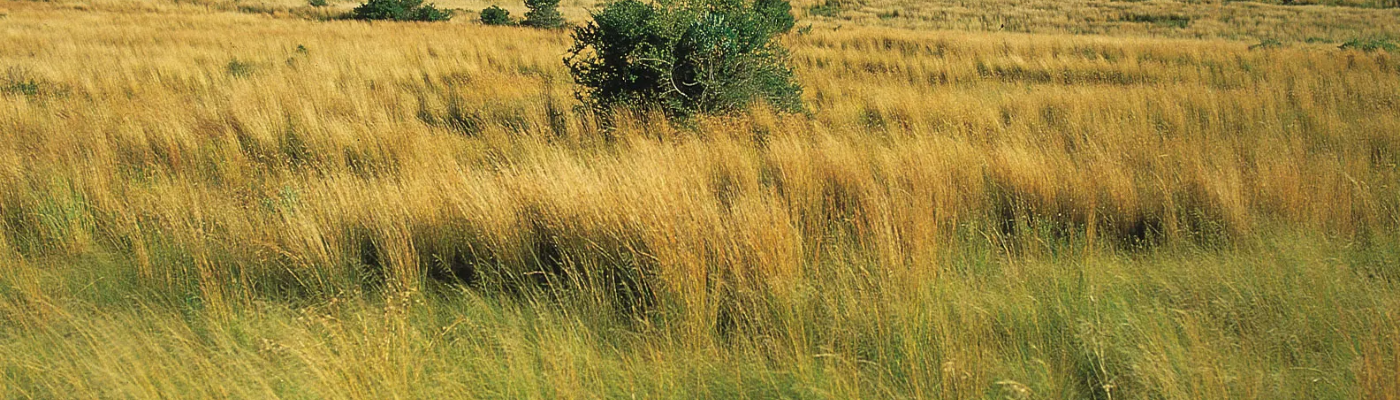 Profile banner image for NightSpark