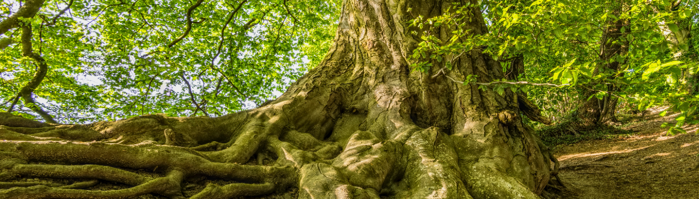 Profile banner image for NayWarren