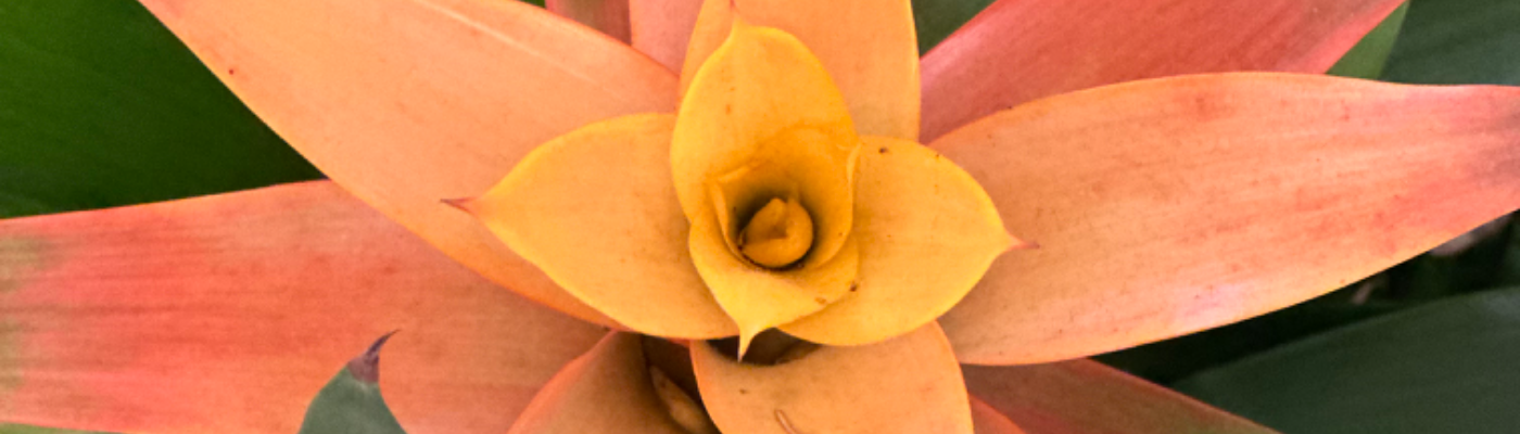 Profile banner image for Guineapig