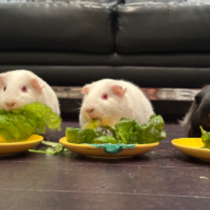 Profile avatar image for Guineapig