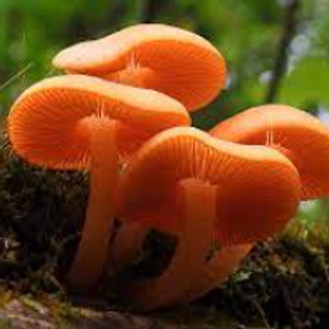 Profile avatar image for MxVister