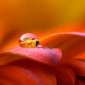 Profile avatar image for camillecor