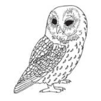 Profile avatar image for OwlLite