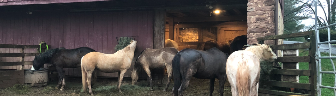 Profile banner image for Wildhorses