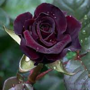 Profile avatar image for Wifeymaterial