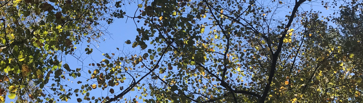 Profile banner image for MemoirOfADaisy