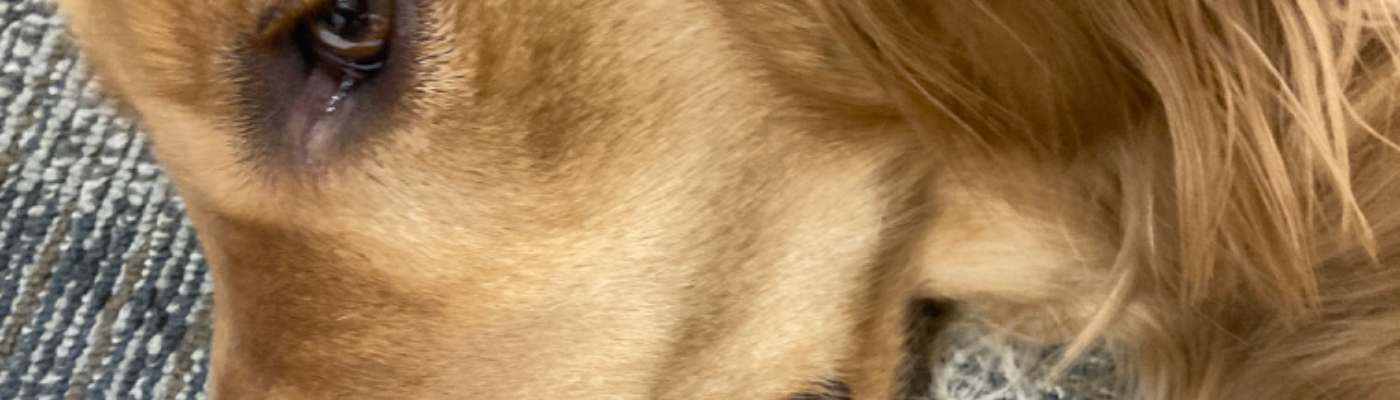 Profile banner image for Nerdywriter