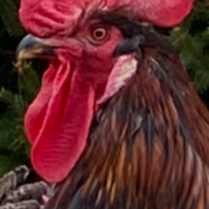 Profile avatar image for TraumaTrooper