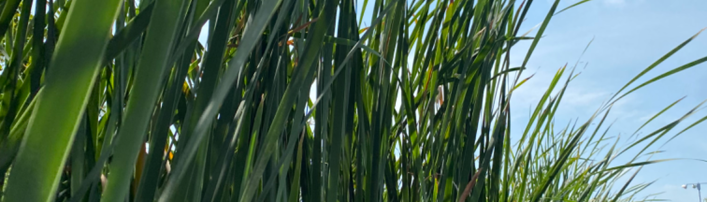 Profile banner image for thWanderer