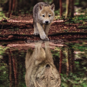 Profile avatar image for thWanderer