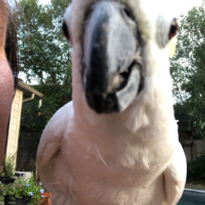 Profile avatar image for ClarkDesklamp