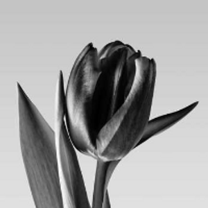 Profile avatar image for Greymoose