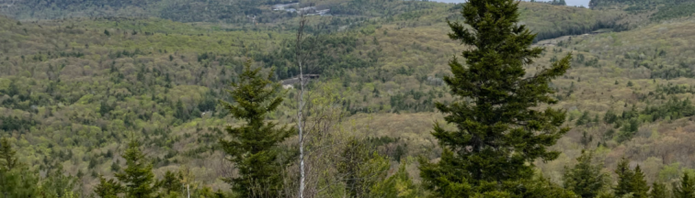 Profile banner image for TayTots