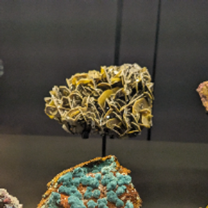 Profile avatar image for Jurassicpirate