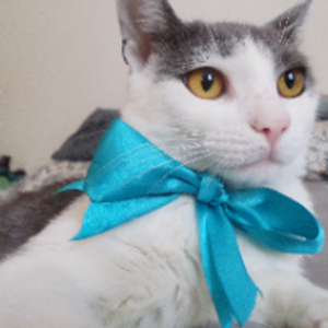 Profile avatar image for RubyDrake