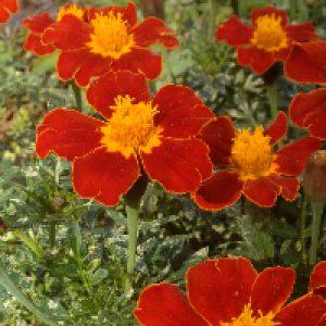 Profile avatar image for Dream