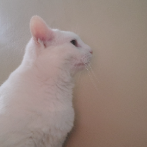 Profile avatar image for Nobbleynobble