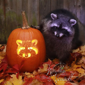 Profile avatar image for Gold1