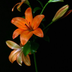 Profile avatar image for unabridgedlilly