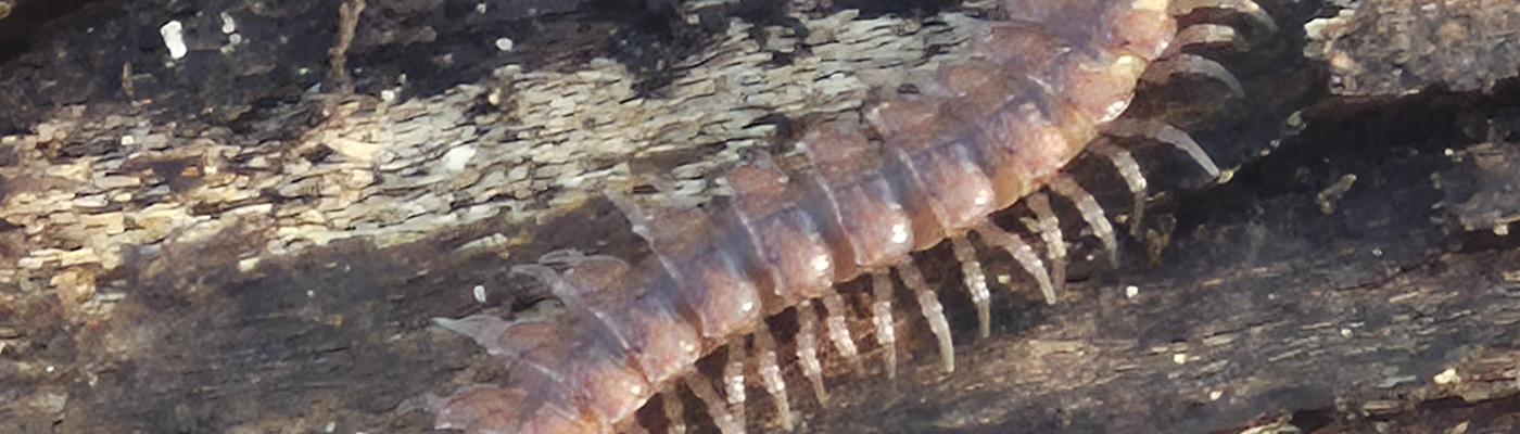 Profile banner image for Feralbeetle