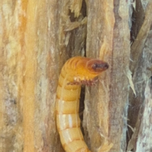 Profile avatar image for Feralbeetle