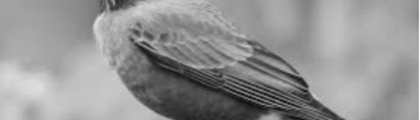 Profile banner image for Knox