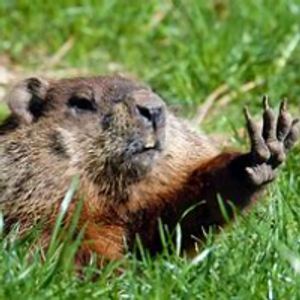 Profile avatar image for victoriae