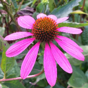 Profile avatar image for Ashlei