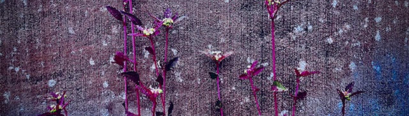 Profile banner image for KelseyD