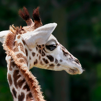 Profile avatar image for Prosewriter