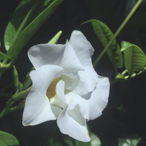 Profile avatar image for Meseek