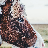 Profile avatar image for HeatherLion