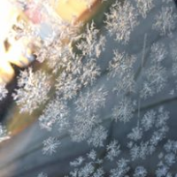 Profile avatar image for Bacon