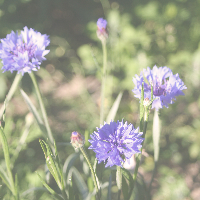 Profile avatar image for Wandress