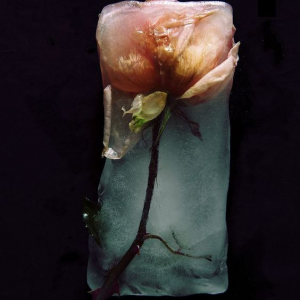 Profile avatar image for NoniUniverse