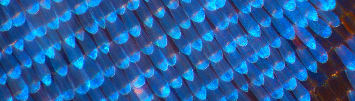 Profile banner image for FerrumDraco